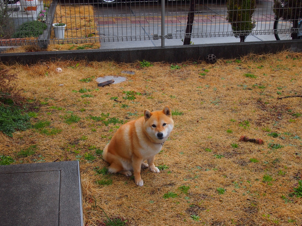 爱游戏全站-中国篮球职业化发展趋势，当前中国篮球运动推进职业化