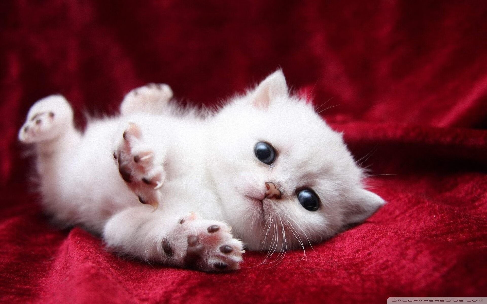 丹麦遭遇一场失利,欧洲杯前景出现波动,丹麦欧洲杯怎么样