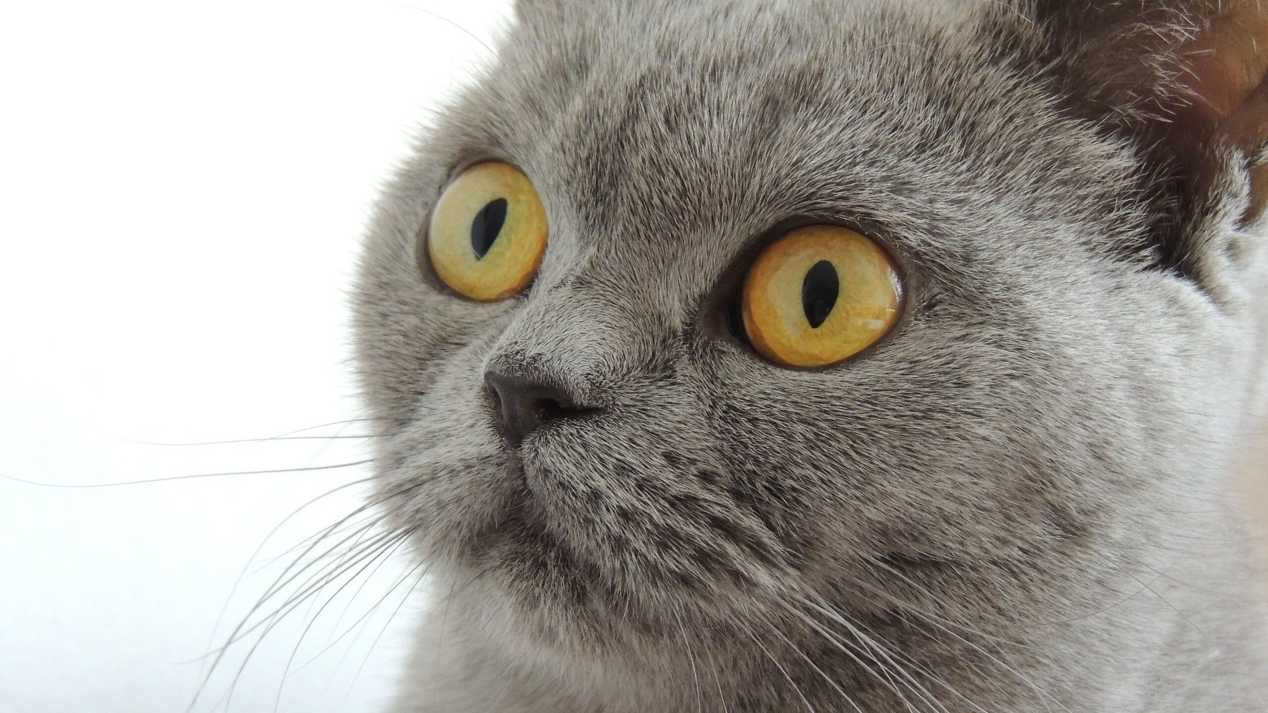 克鲁防守韧性提升,铁路军团全力保级,魔兽克鲁什