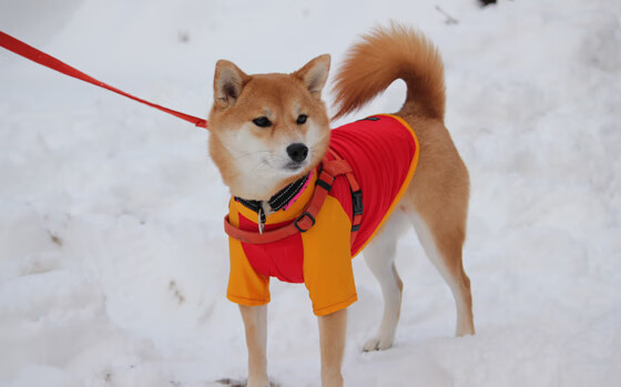 冰火两重天：公牛与勇士的较量备受瞩目，公牛和勇士