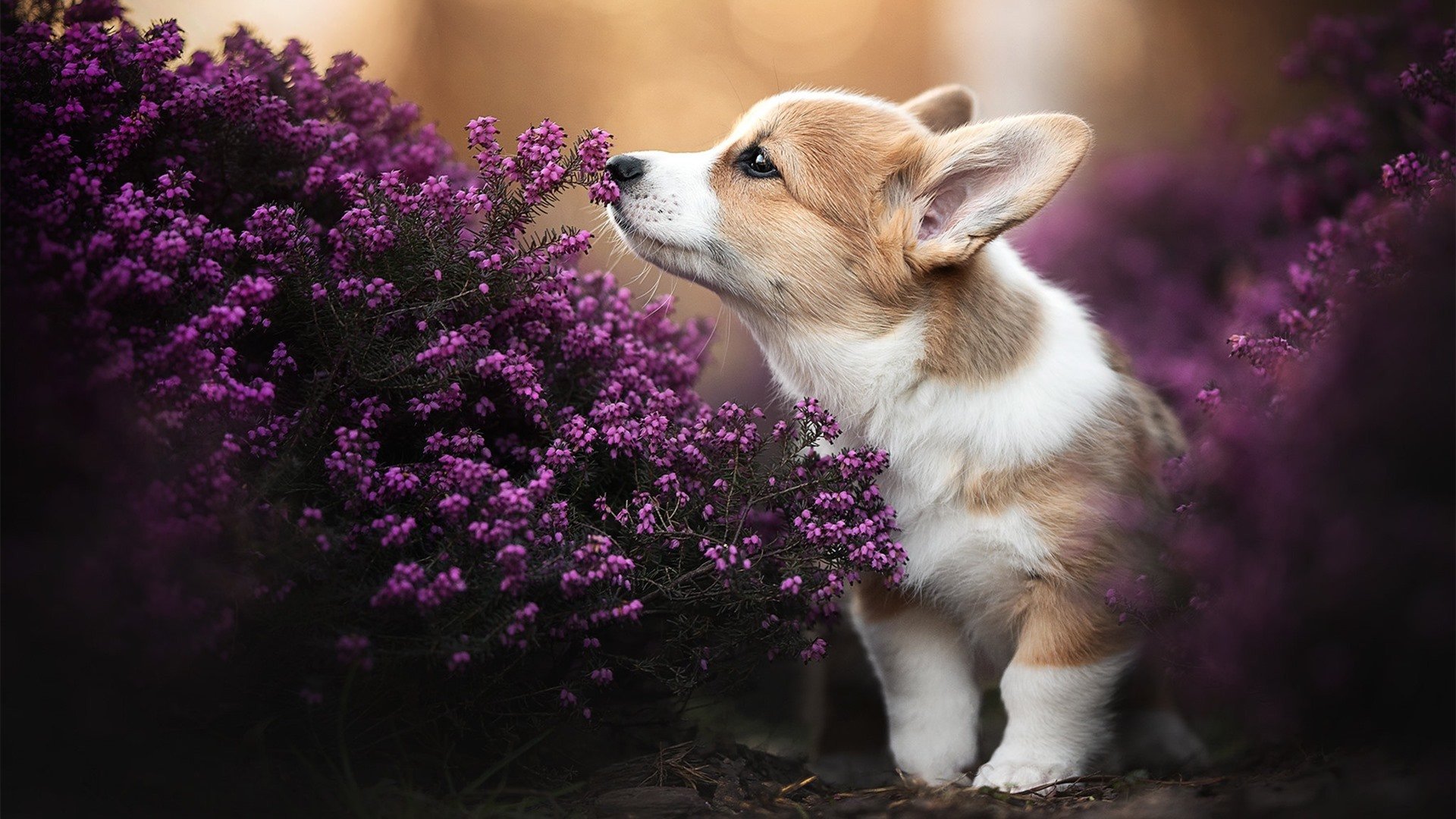 奥格斯堡队遭遇强劲对手，不敌而归，奥格斯堡对门兴