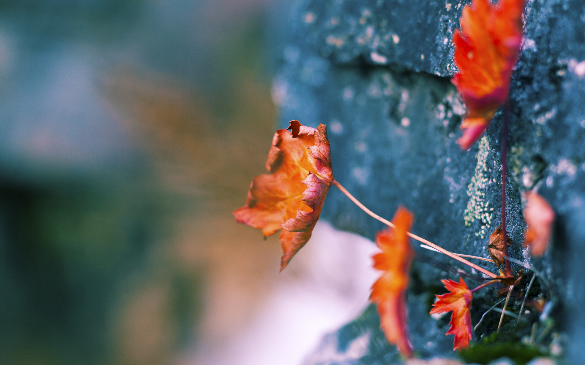 尼斯再度击败巴黎,登上积分榜榜首,2021巴黎尼斯