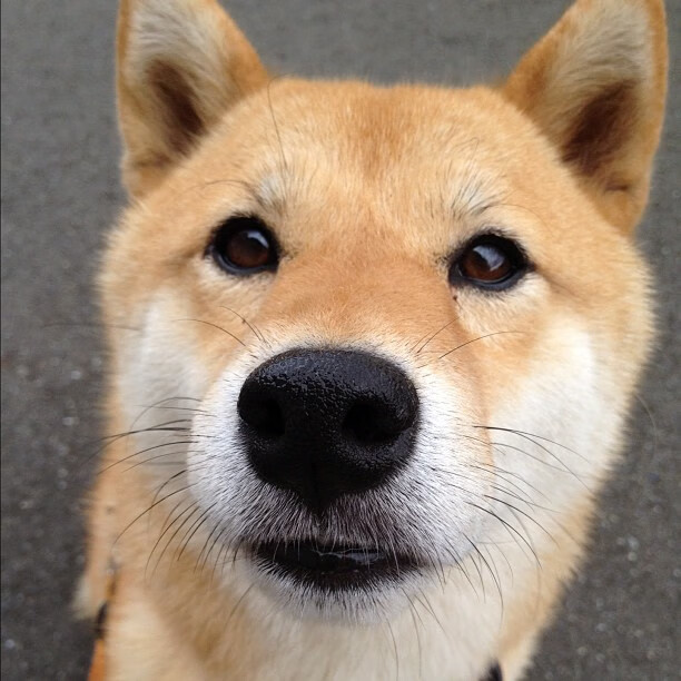 山东泰山赛季目标锁定冠军,山东泰山新赛季赛程