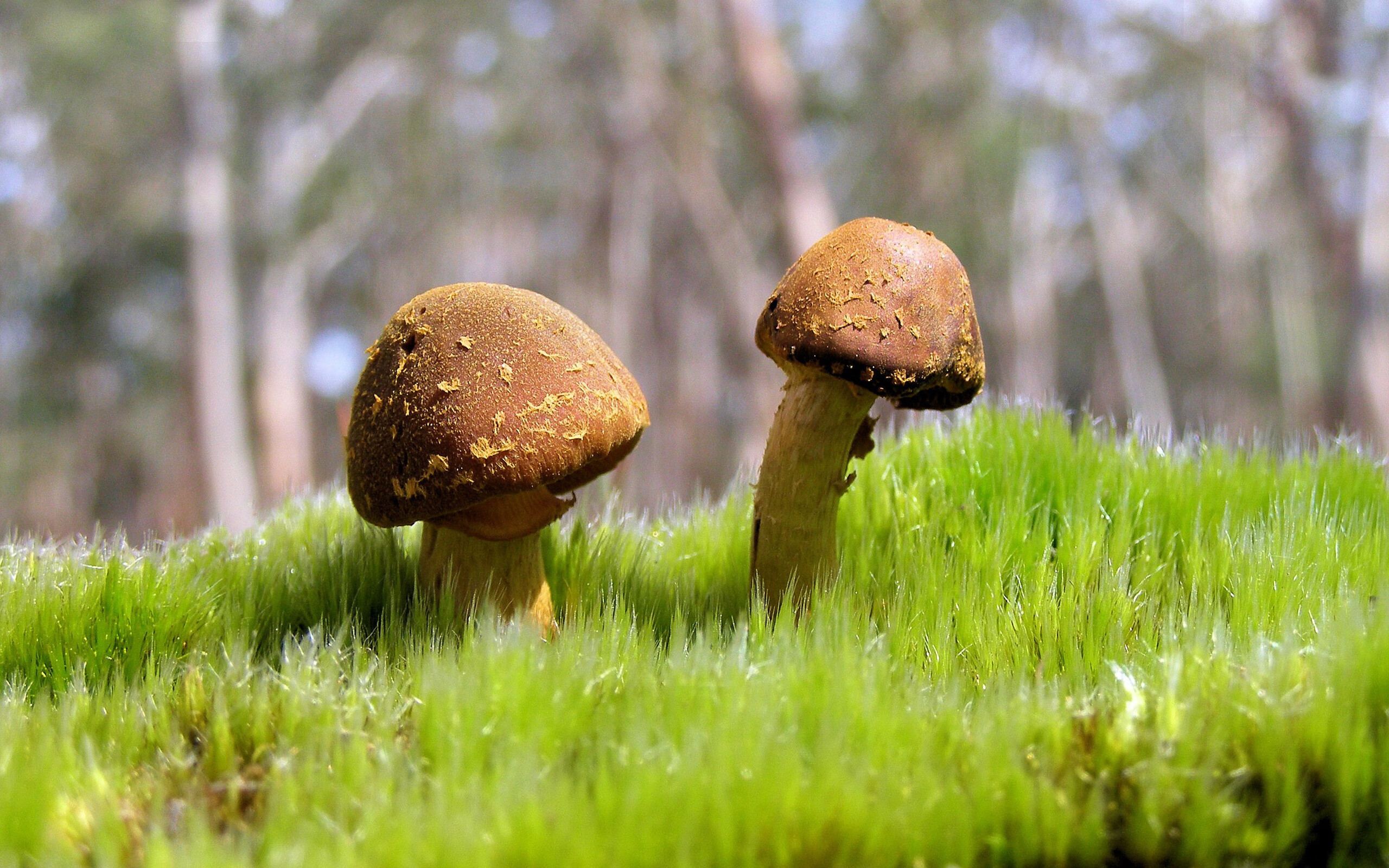 巴萨主场火力全开,对手防线难以抵挡,巴萨 主场