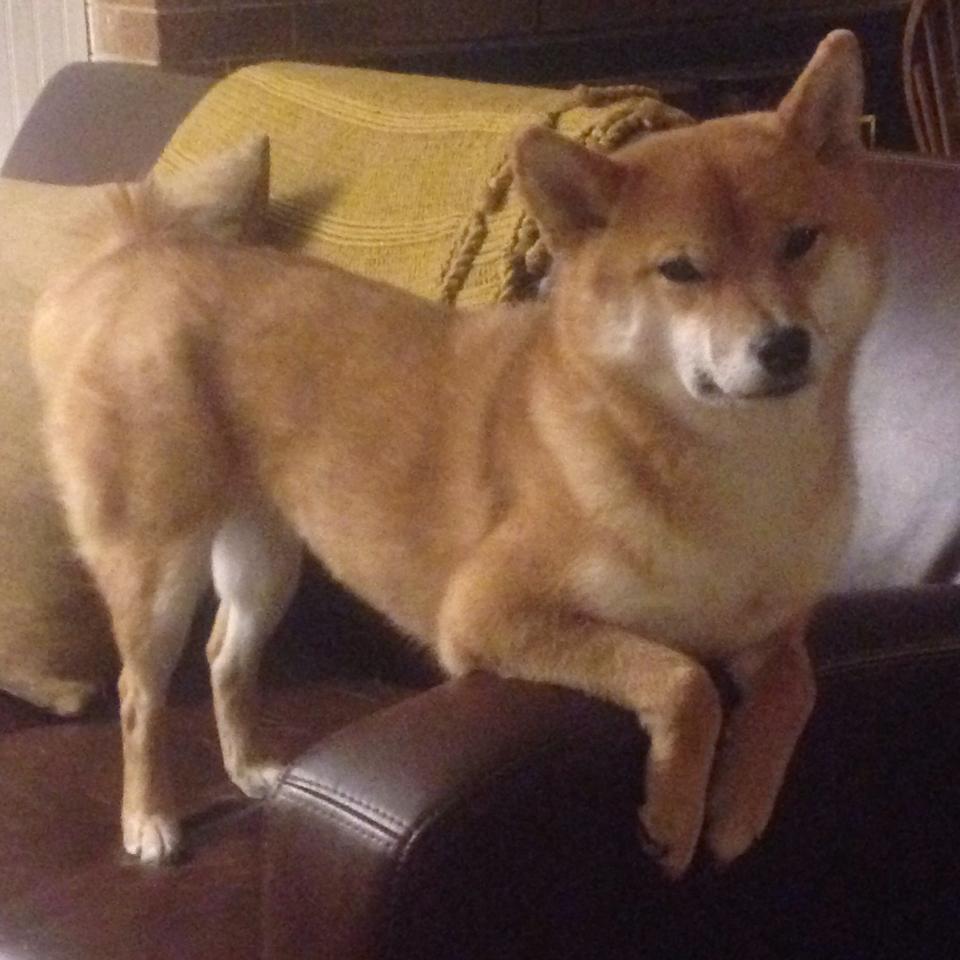 掘金球队内线防守能力增强，掘金队主力球员