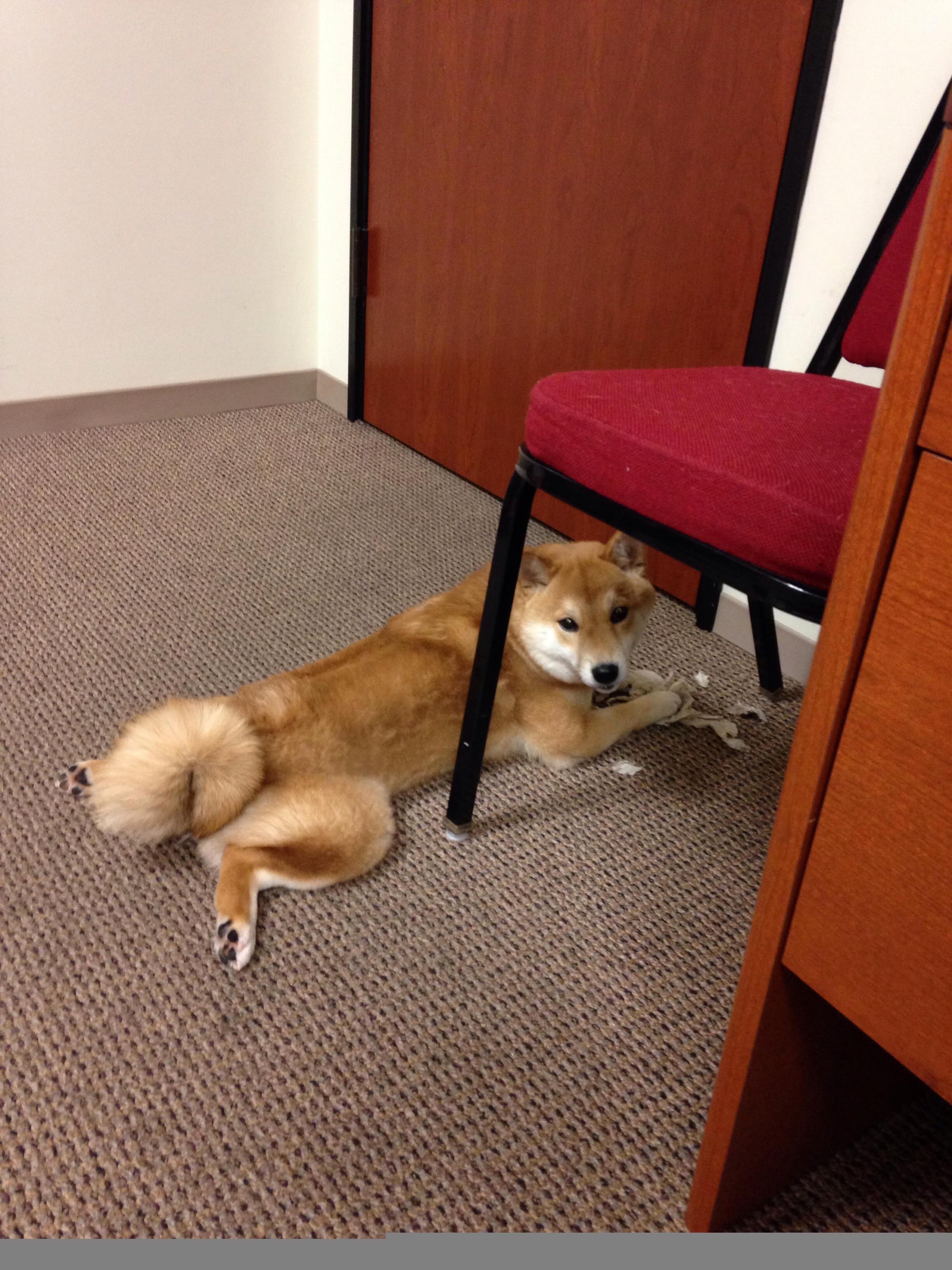 篮球赛事赞助商合作模式分析，篮球队赞助商