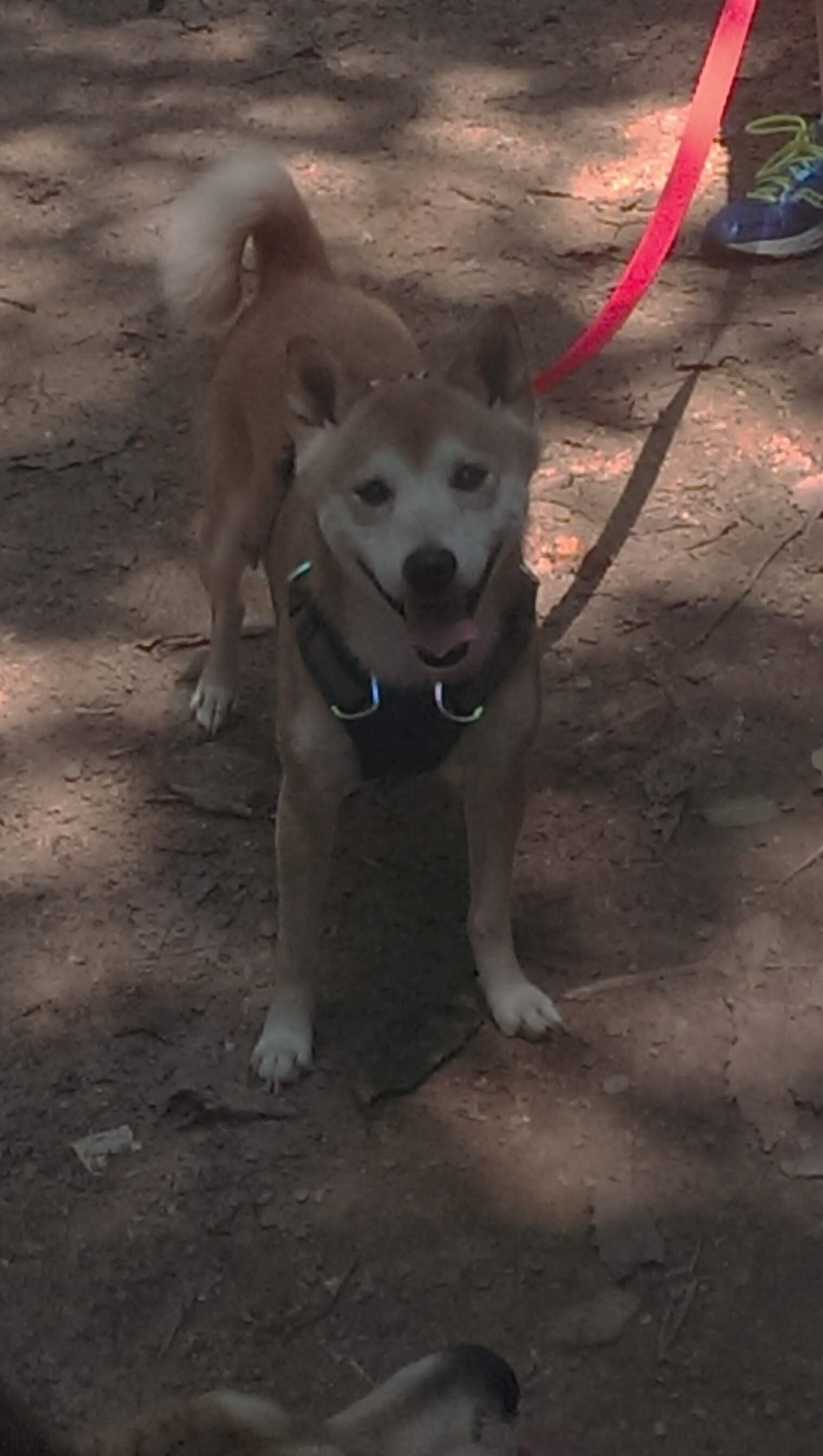 英超“榜首 showdown”:曼城与阿森纳争锋,赛季走向是否会改变?