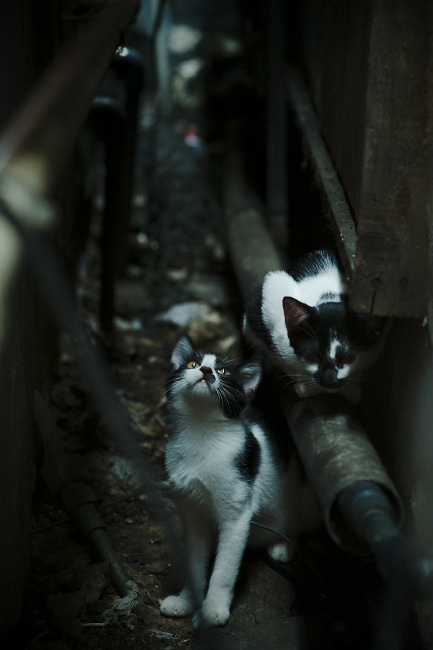 英超球队采用AI技术监测比赛中体能消耗曲线,英超球员身体素质