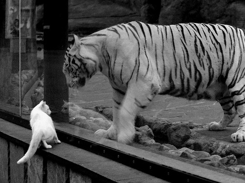 2025 年阿拉伯国家锦标赛阿尔及利亚表现亮眼,阿尔及利亚夺冠