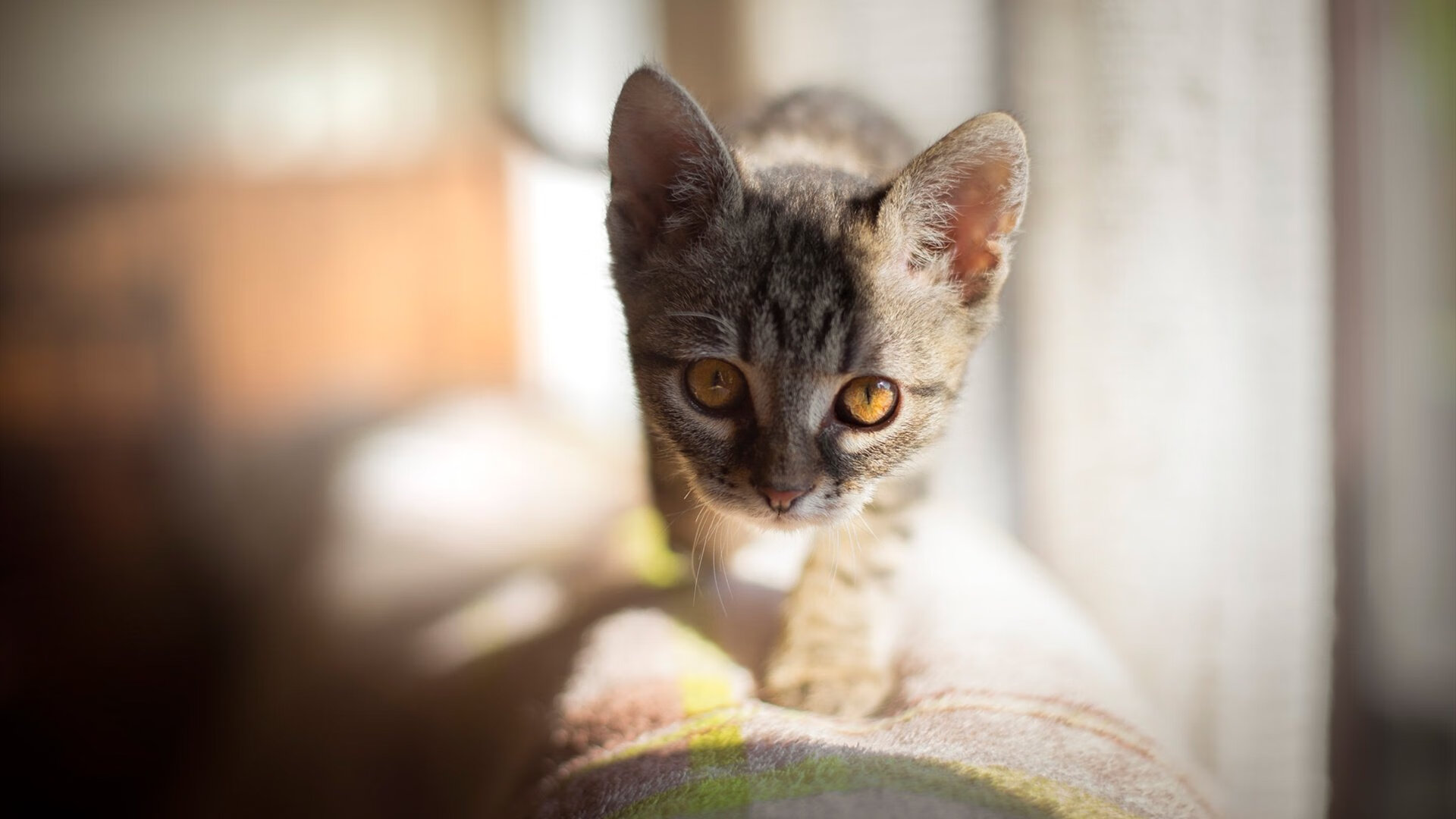 “家庭出动!香港牛仔3K亲子跑等你来挑战”