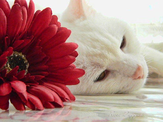 “腰旗橄榄球：东部新区赛场挑战极限，成为赛季亮点”