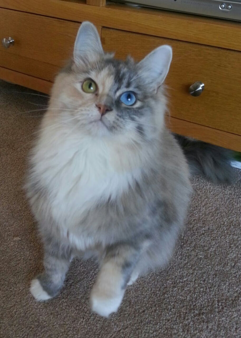 中国女篮阵容深度提升轮换更具弹性,中国女篮队队员名单照片