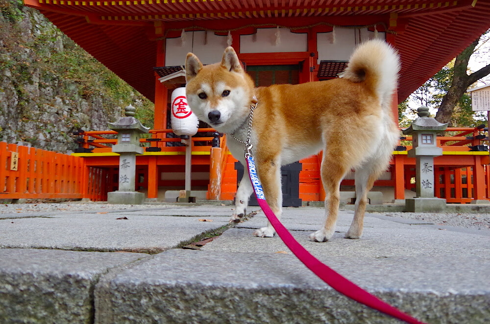 五大联赛是否采用低控高效模式冲击榜首球队,五大联赛是否采用低控高效模式冲击榜首球队